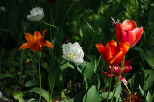 Red Tulip Free Stock Photo Red Tulip Free Stock Photo