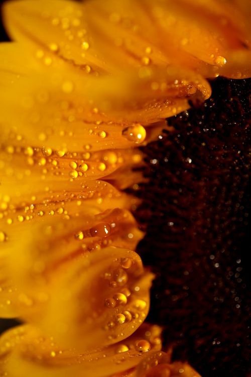 Free Detailed close-up of a sunflower with water droplets on petals, showcasing vibrant yellow hues. Stock Photo