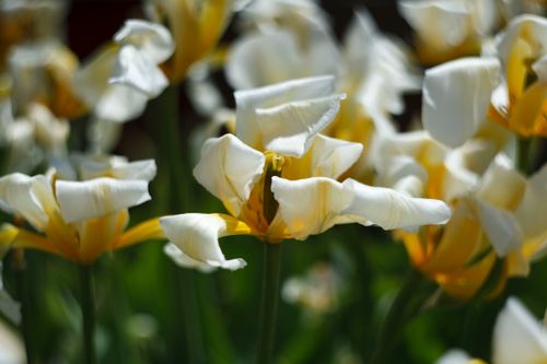 Free Detailed close-up of elegant white tulips blooming in soft sunlight. Stock Photo