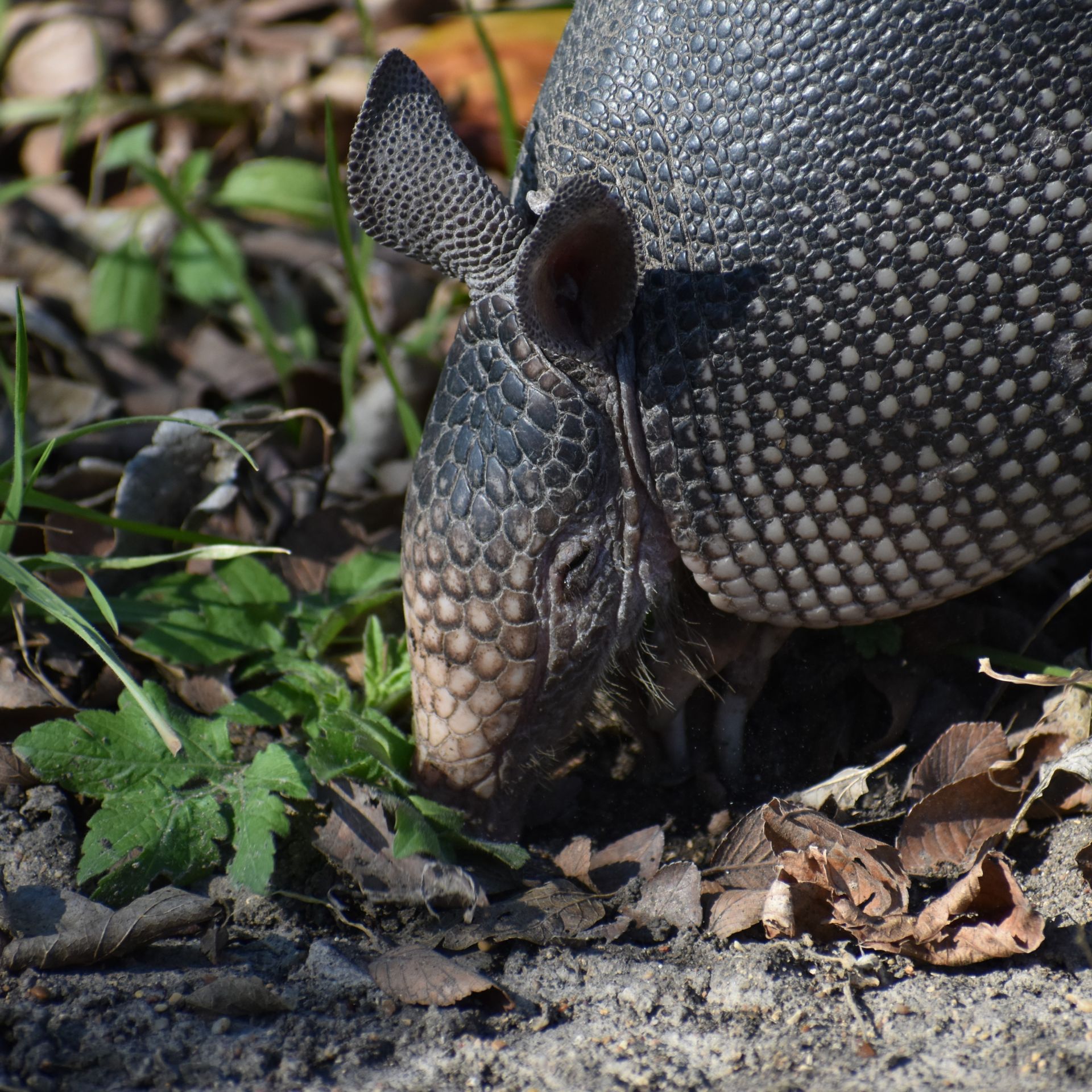 Detailed close-up of an armadillo foraging in the wild, showing textured armor.
