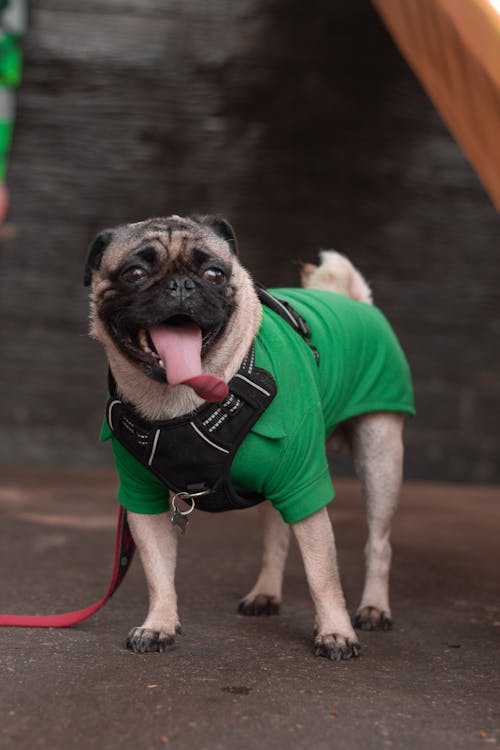 Fotos de stock gratuitas de animal, canino, Correa de perro