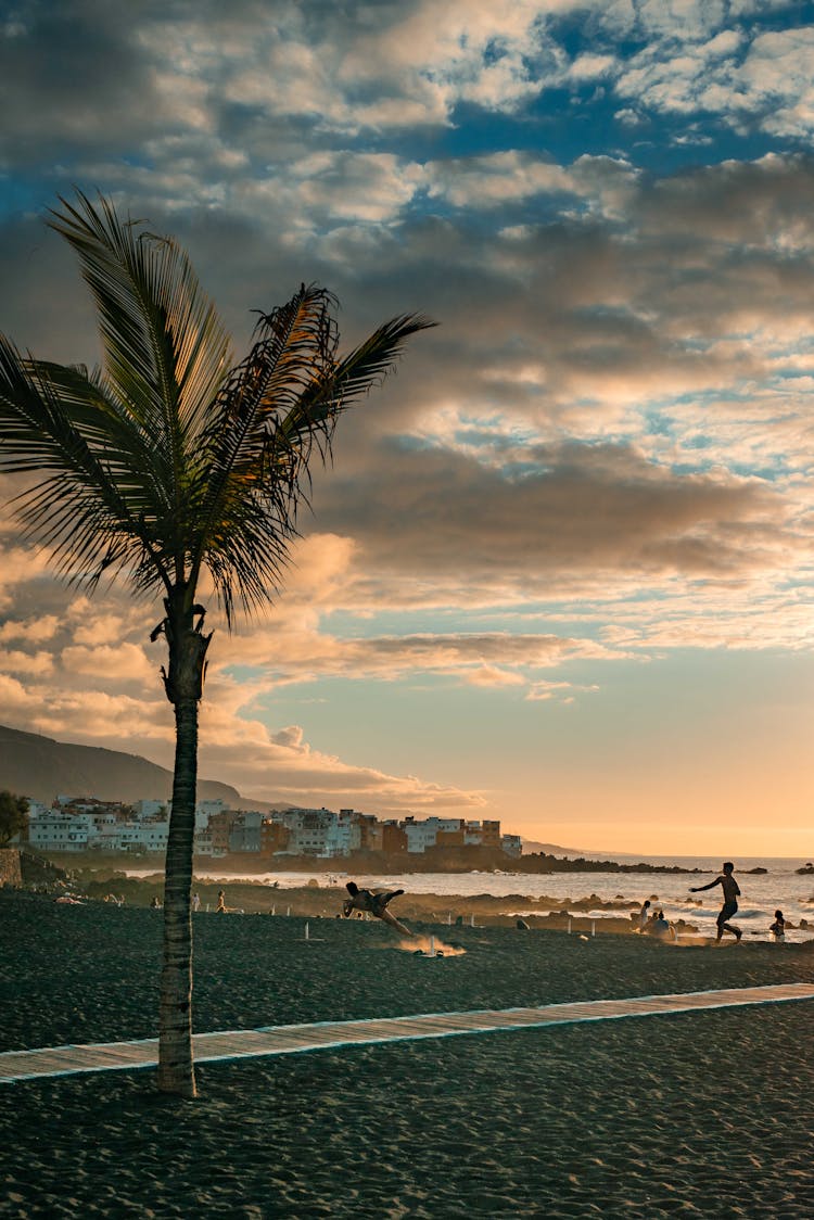 Palm Tree On Sand Near Body Of Water During Sunset