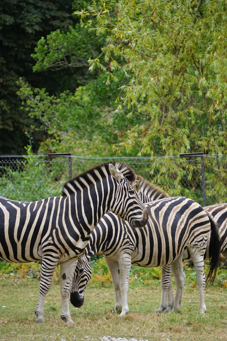 Herd Of Zebras Eating Grass