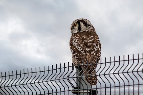 Close-Up Shot of a Northern Hawk-Owl