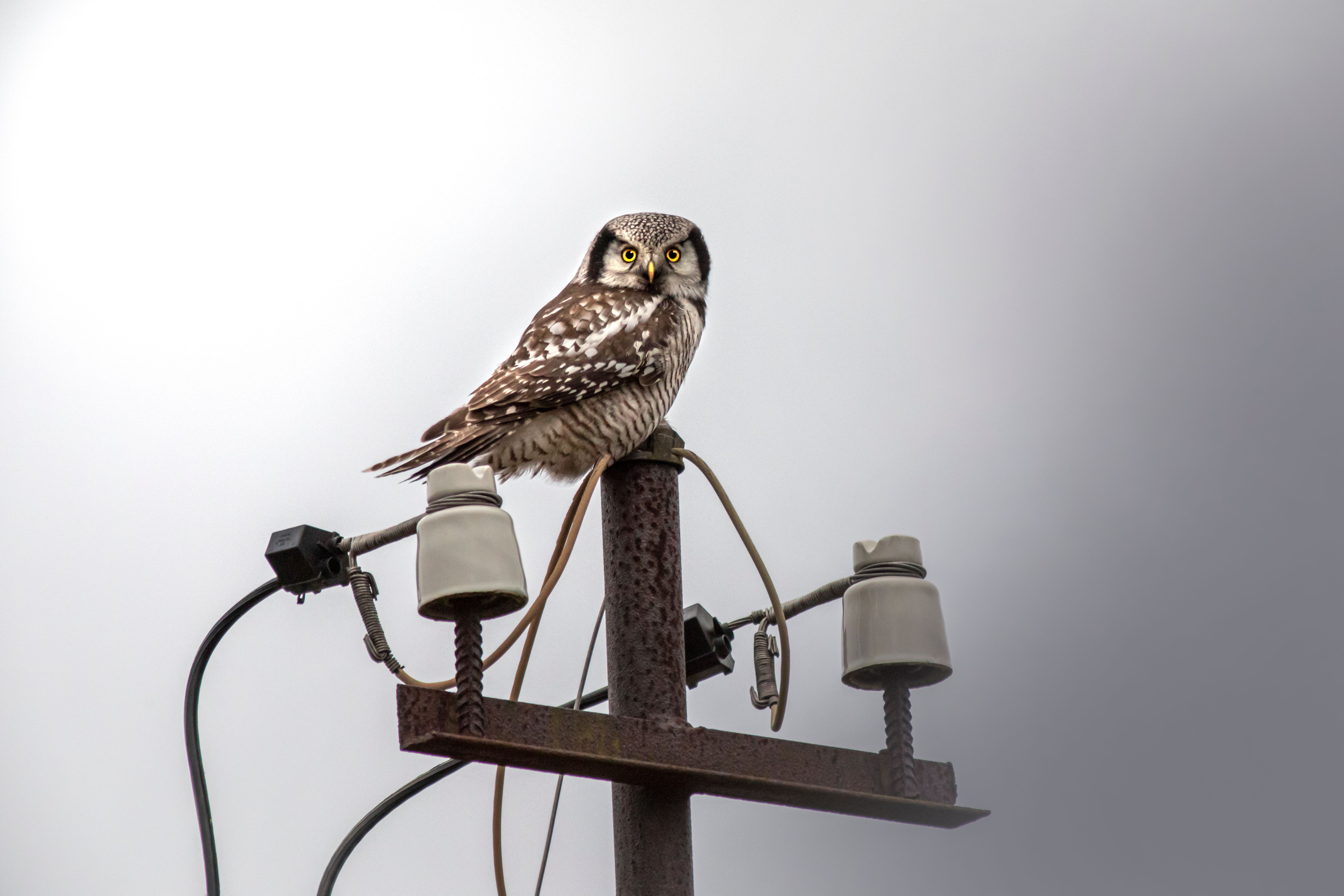 A Northern Hawk-Owl on a Utility Pole · Free Stock Photo