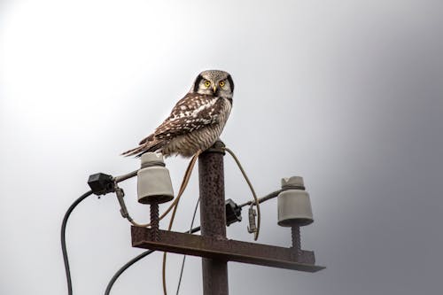 A Northern Hawk-Owl on a Utility Pole 