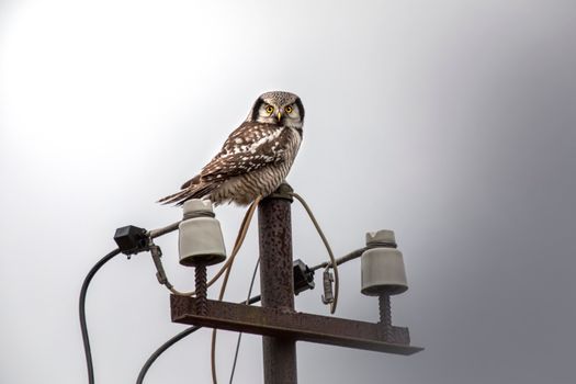 owl photo