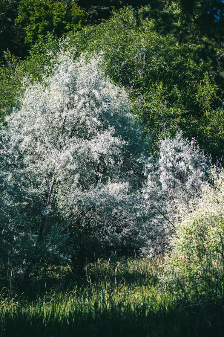 Flora In Countryside