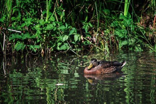 A Duck in the Water 