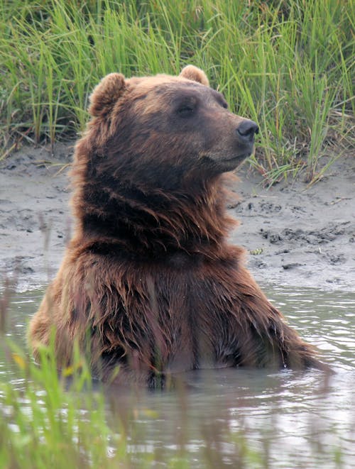 Gratis lagerfoto af brun bjørn, dyr, dyrefotografering Lagerfoto