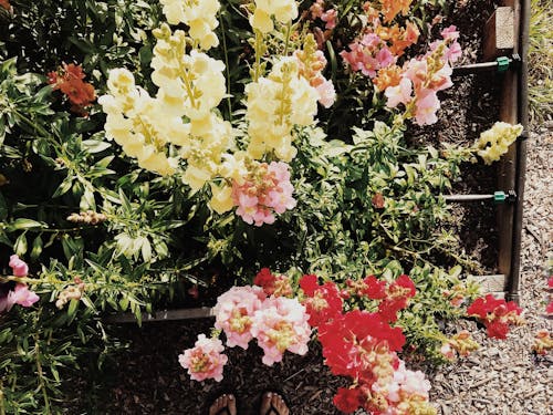 Free stock photo of beautiful flowers, bunch of flowers, farmers market