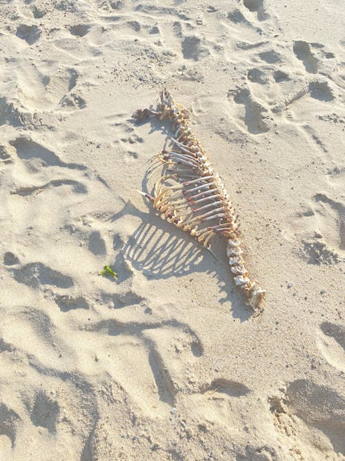 Animal Skeleton on Beach