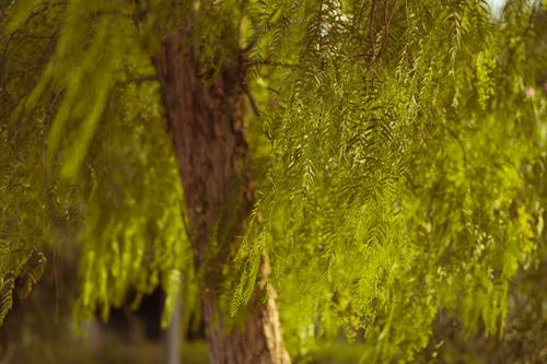 Бесплатное стоковое фото с дерево, зеленый, крупный план