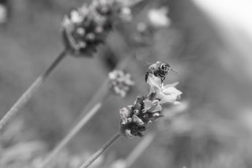 Free stock photo of bee, lavander