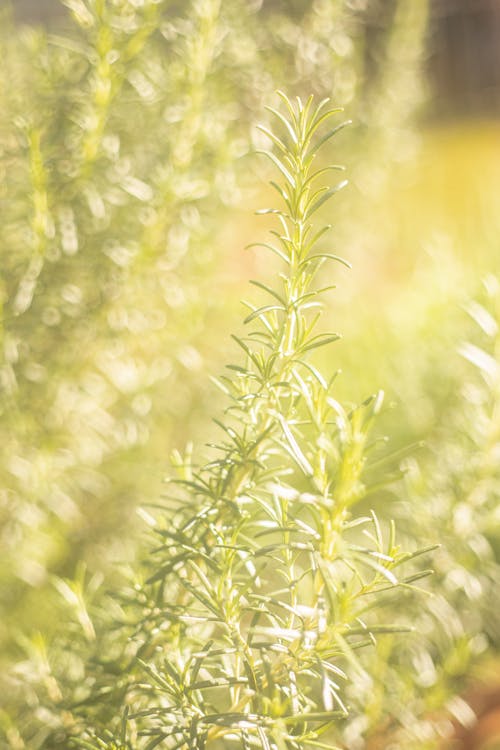 Gratis arkivbilde med Grønn plante, nærbilde, plantefotografering