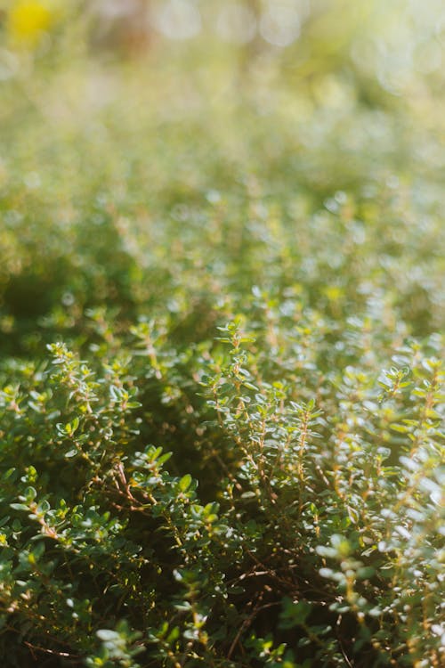 Shallow Focus Photo of Green Plants