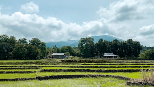 Fotos de stock gratuitas de campo de arroz, césped, cielo