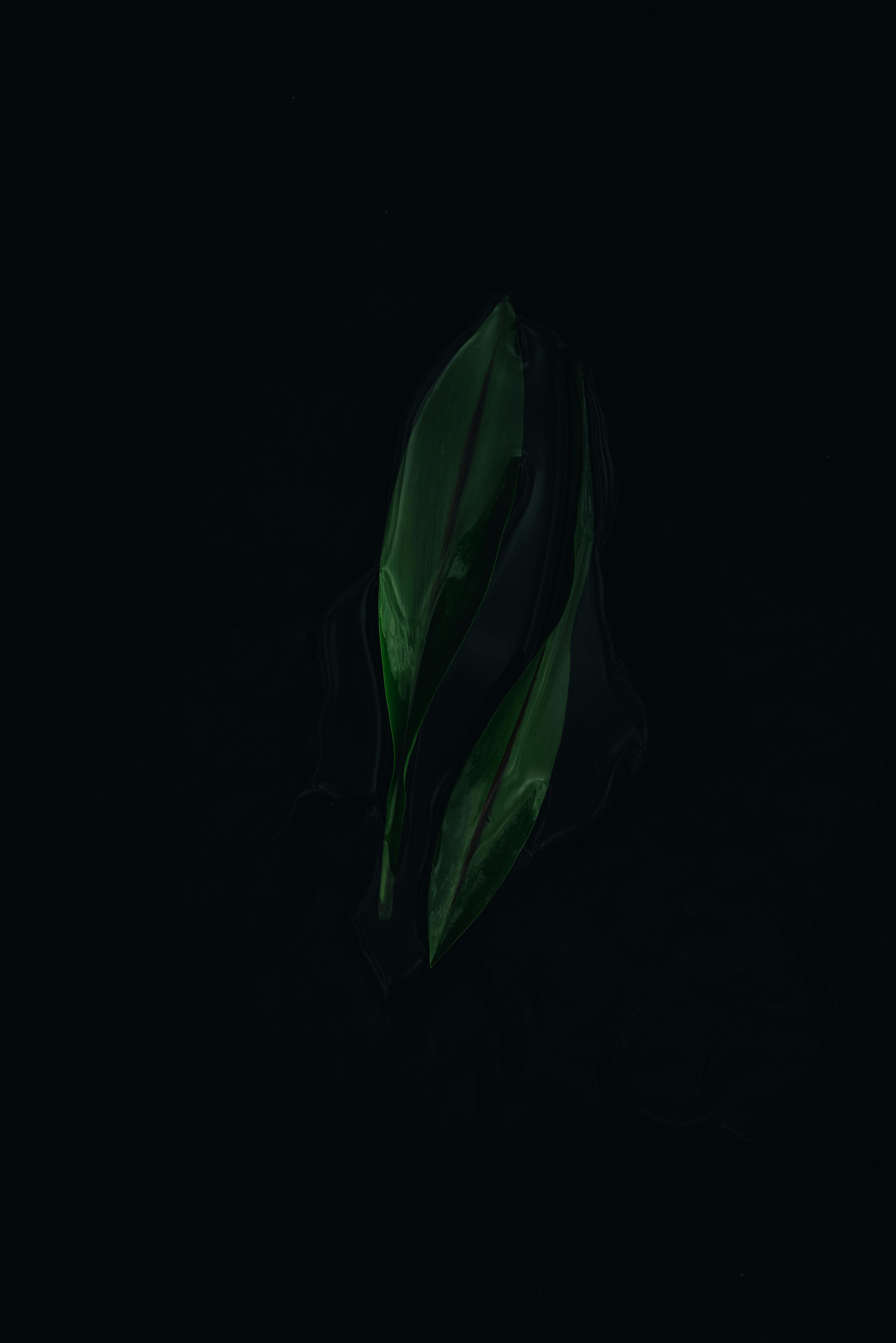 Evie Shaffer - 摄影