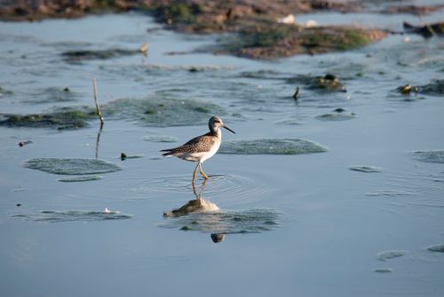 Free A Greater Yellowlegs bird captured wading in a tranquil wetland setting. Stock Photo
