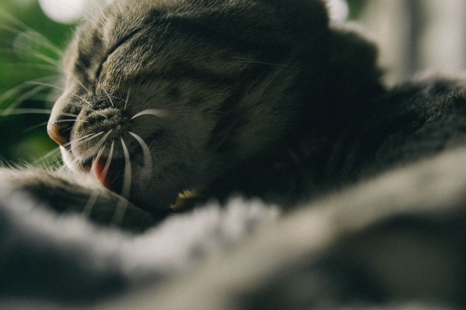 猫の抜け毛対策完全ガイド|換毛期のブラッシングと掃除術