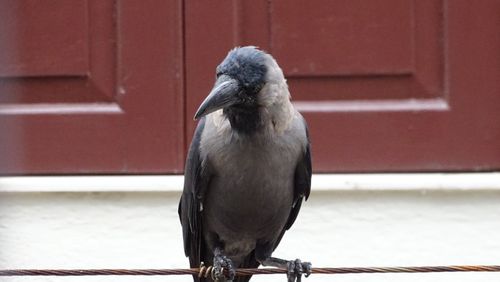 Free stock photo of crow, spectator Stock Photo