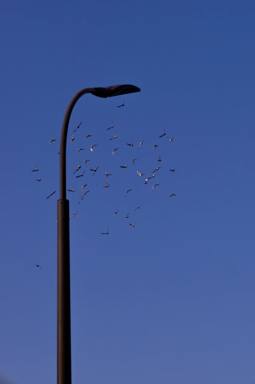 Fotobanka s bezplatnými fotkami na tému jasná obloha, lietanie, pouličná lampa