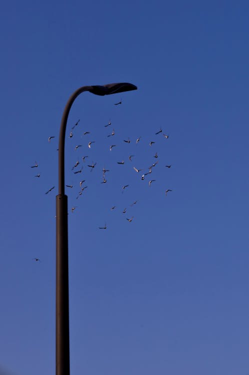 Foto d'estoc gratuïta de cel clar, fanal, ocells
