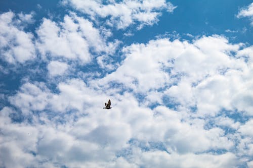 A Bird Flying Under the Blue Sky and White Clouds