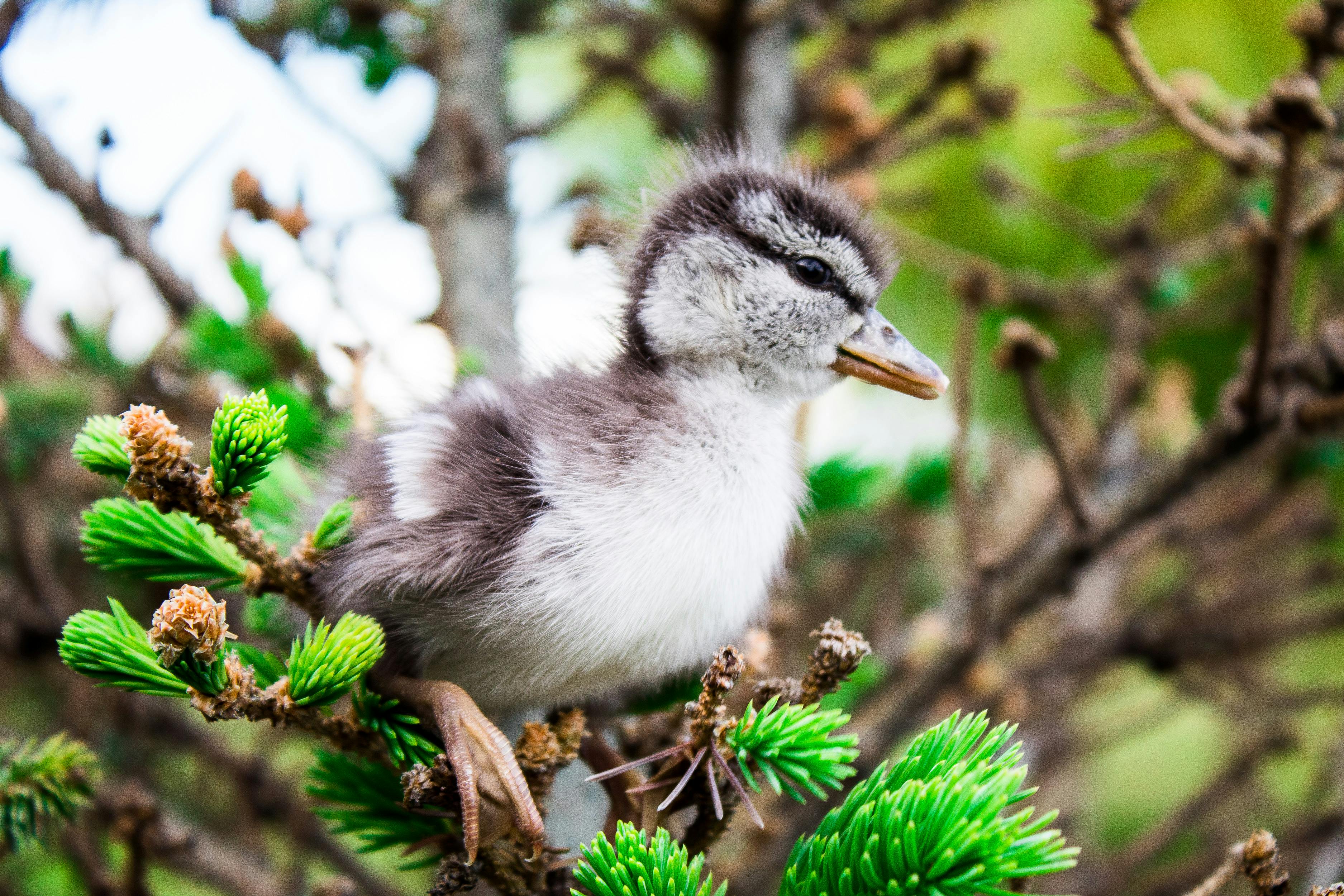 Canard Mignon Bébé - Photo gratuite sur Pixabay - Pixabay