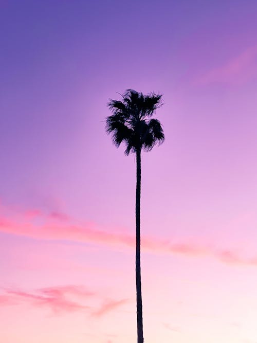 Palm Tree Under Purple Sky