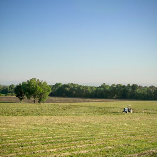 Kostnadsfri bild av åkermark, beskära, blå himmel