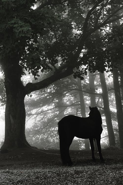 Gratis arkivbilde med hest, silhuett, skog