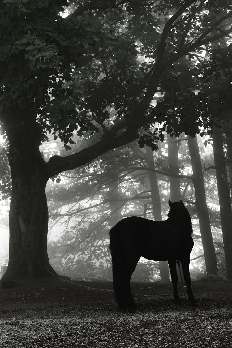 Silhouette Of A Horse In A Forest 