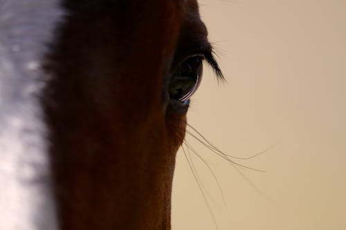 Free stock photo of horse, horse head