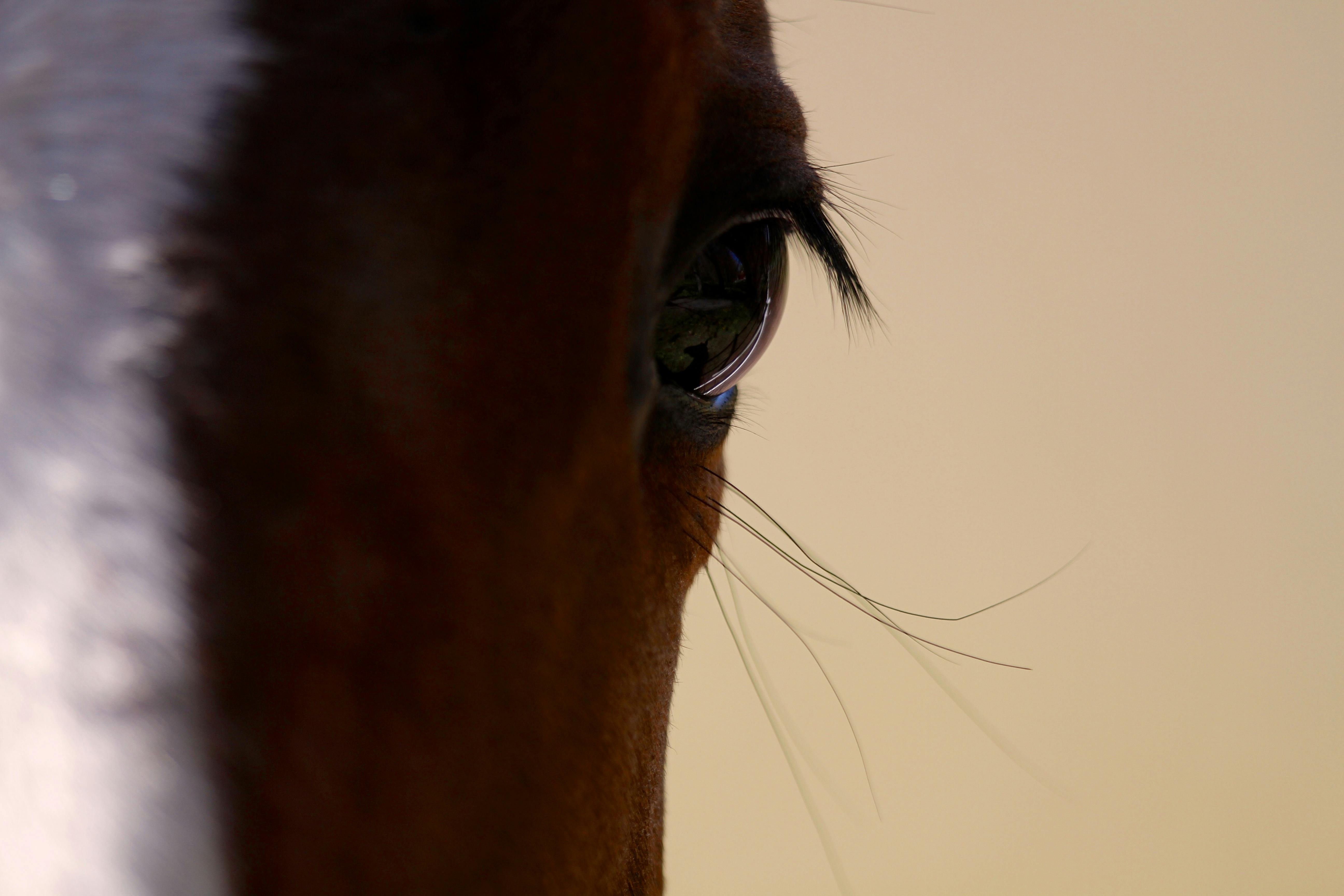 headpiece horse