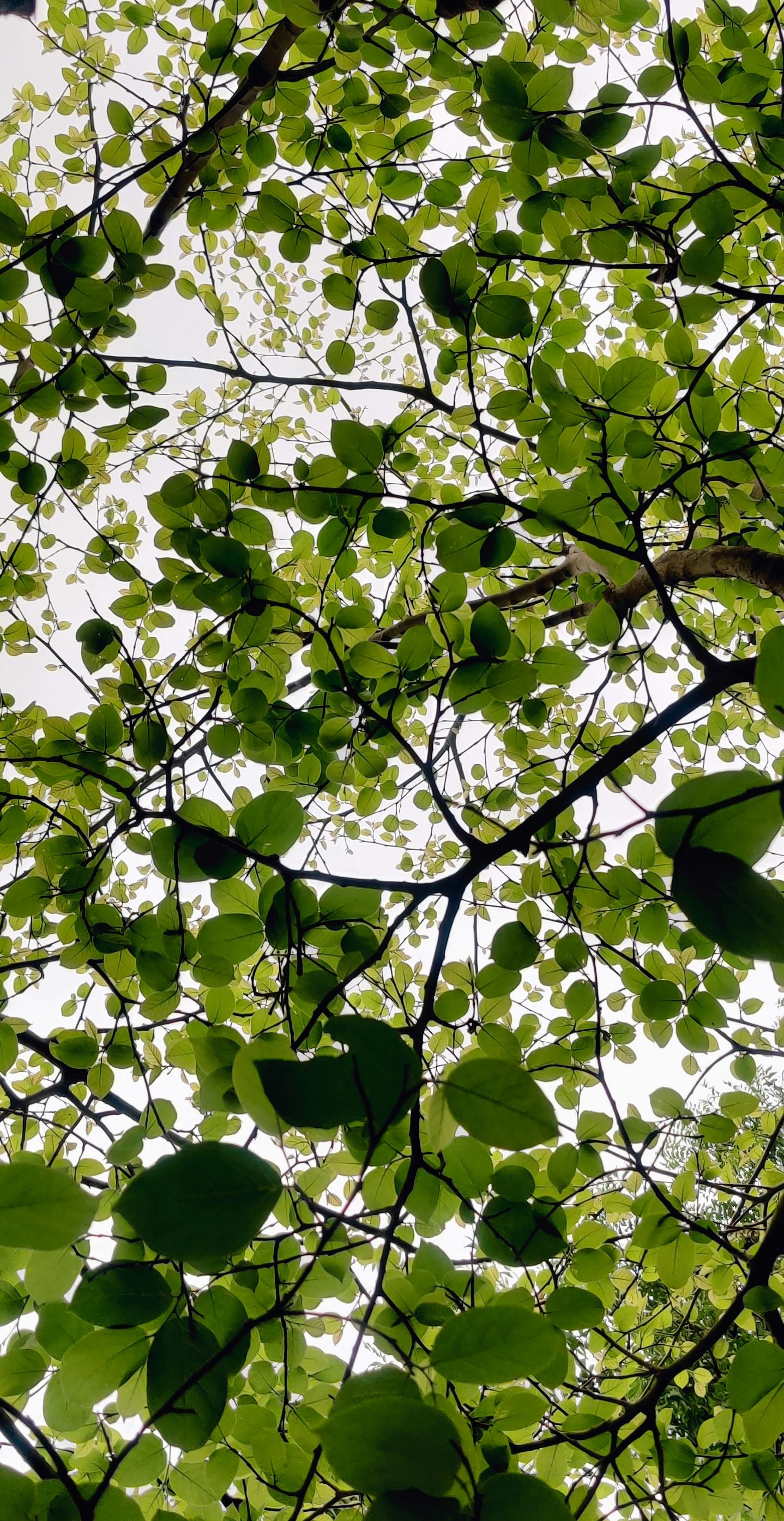 Tree Leaves Photos, Download The BEST Free Tree Leaves Stock Photos & HD  Images