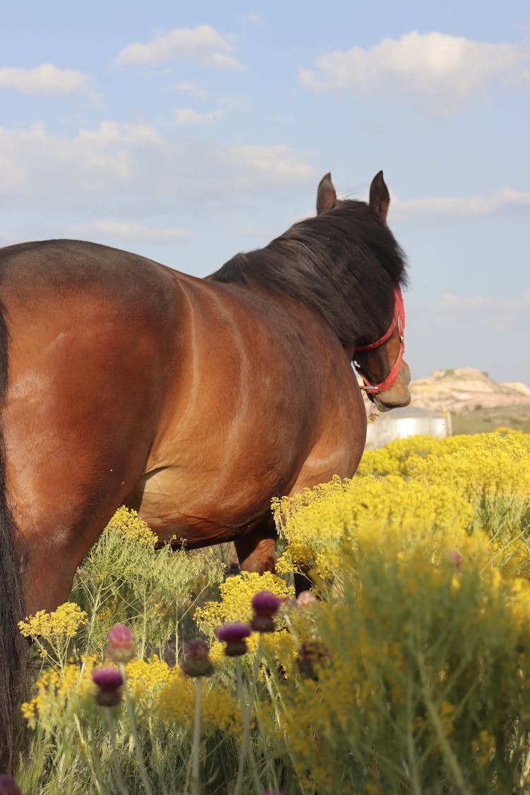 Horse Walking Through Field