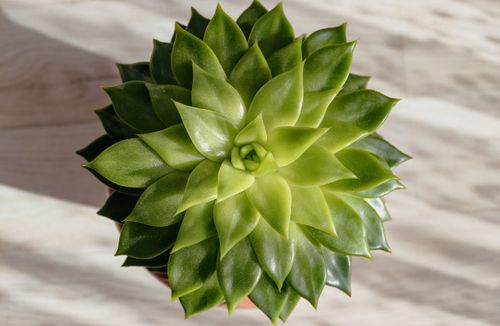 Free Lush green succulent captured from above, showcasing its symmetrical beauty. Stock Photo