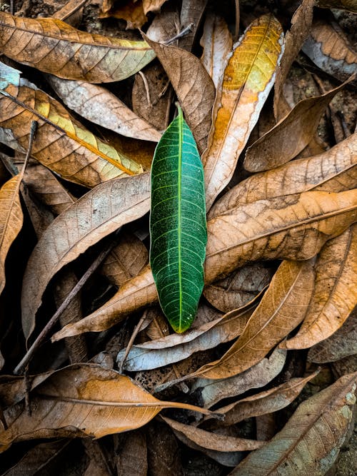 A Green Leaf on Brown Dried Leaves