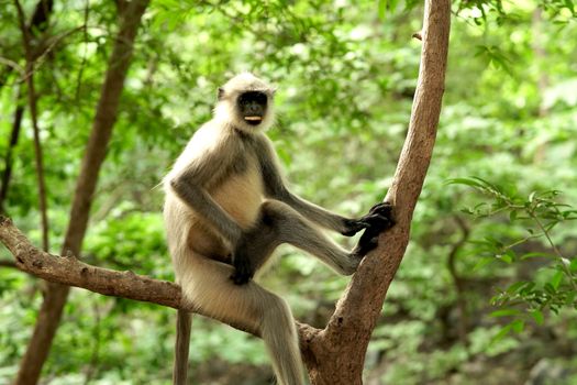 A gray langur monkey sits on a tree branch in a lush forest, showcasing wildlife elegance.