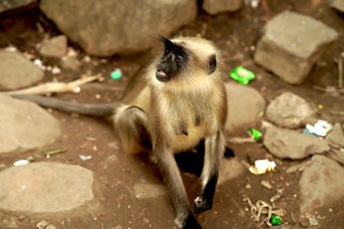 モンキー, 動物, 動物の写真の無料の写真素材