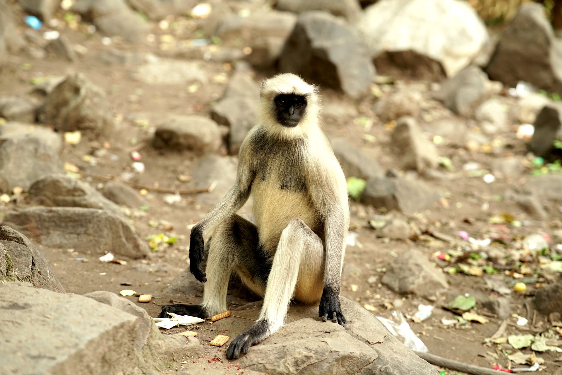 Gray Langur in Close Up Shot