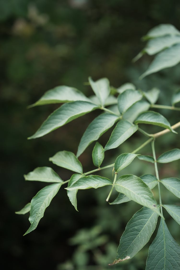 Photo Of A Green Branch