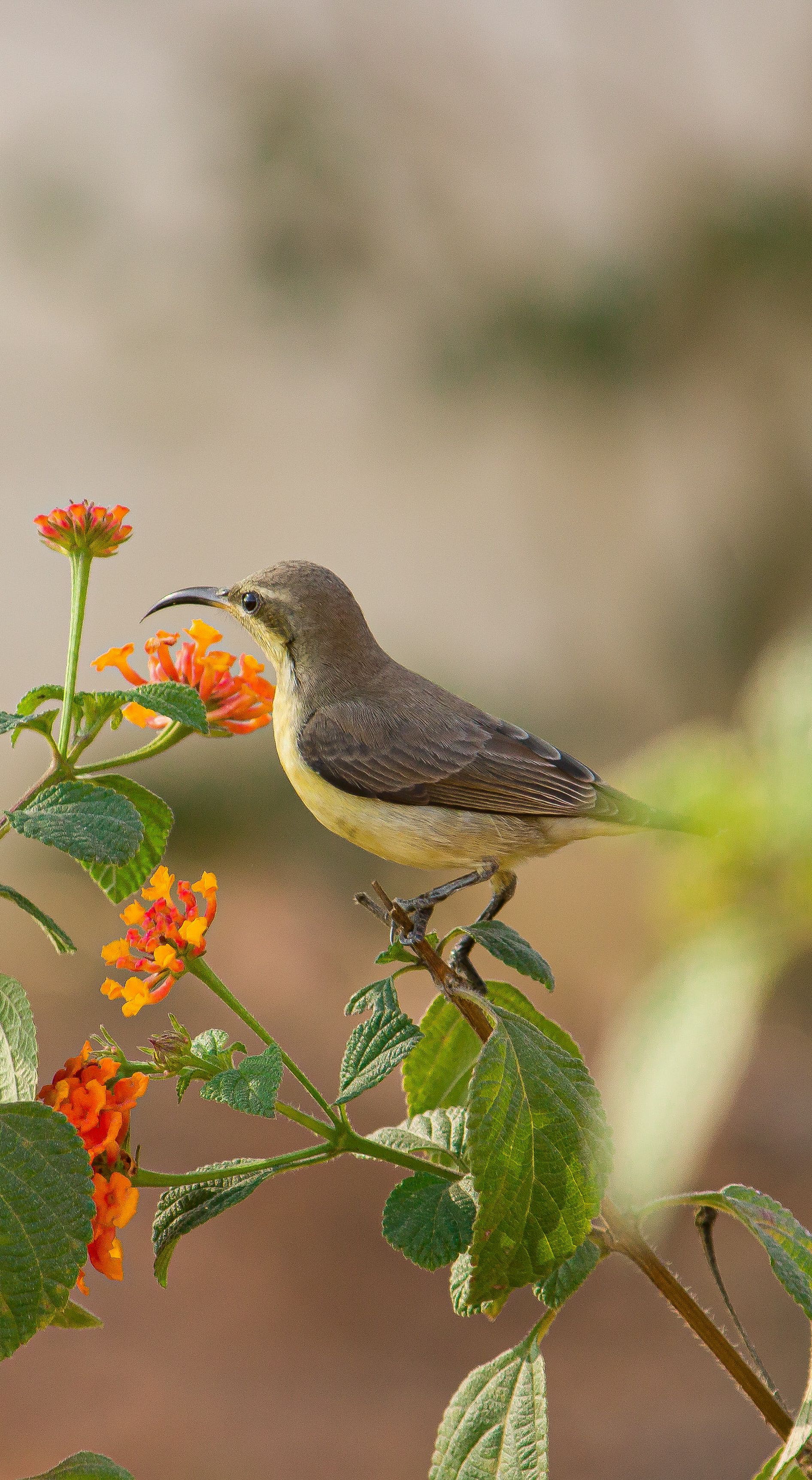 SKYLARK BIRD FACTS visual data 2