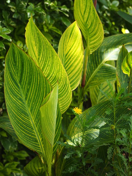 Foto profissional grátis de ecológico, enorme, fechar-se