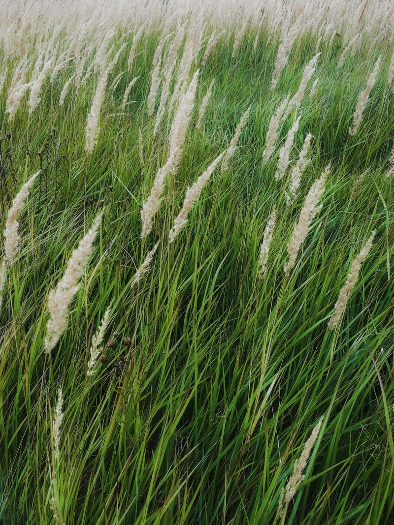Tall green grass growing naturally in an open field