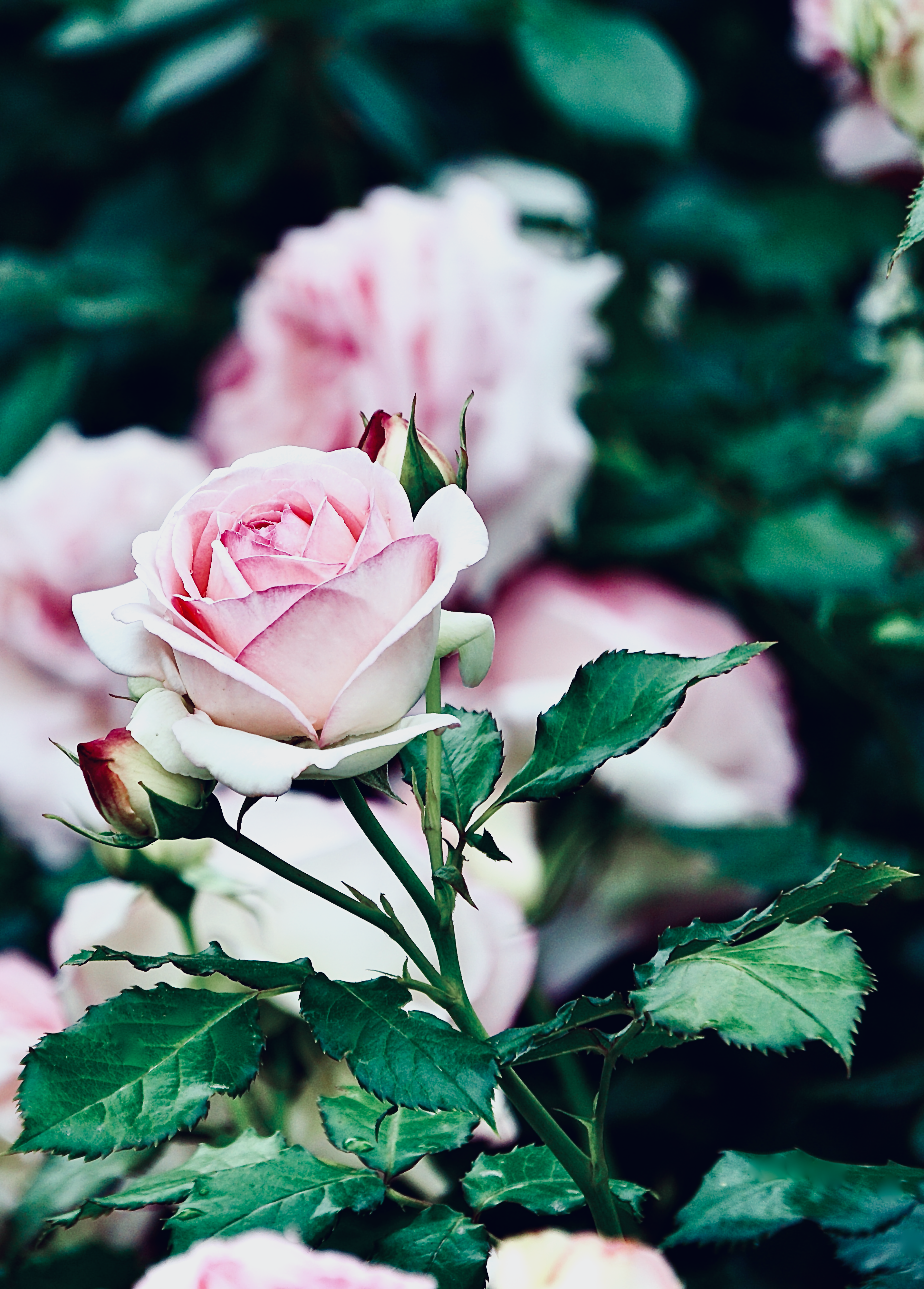 Pink Rose in Bloom · Free Stock Photo