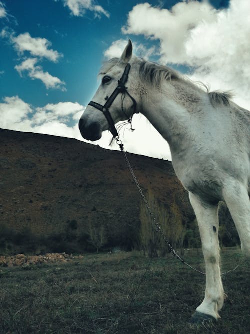 at, aygır, çiftlik hayvanları içeren Ücretsiz stok fotoğraf