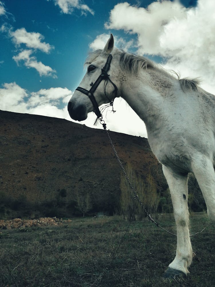 Low Angle Photography Of White Horse On Grassfield