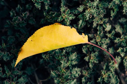 Free stock photo of autumn, autumn yellow leaf, leaf